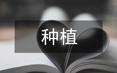 黃瓜種植管理技術(shù)與方法